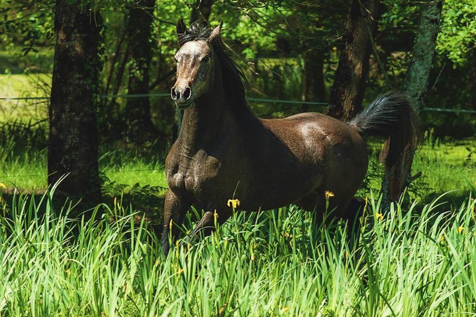 Saint-Paul-en-Born Le Ranch Amadeus B&B 외부 사진