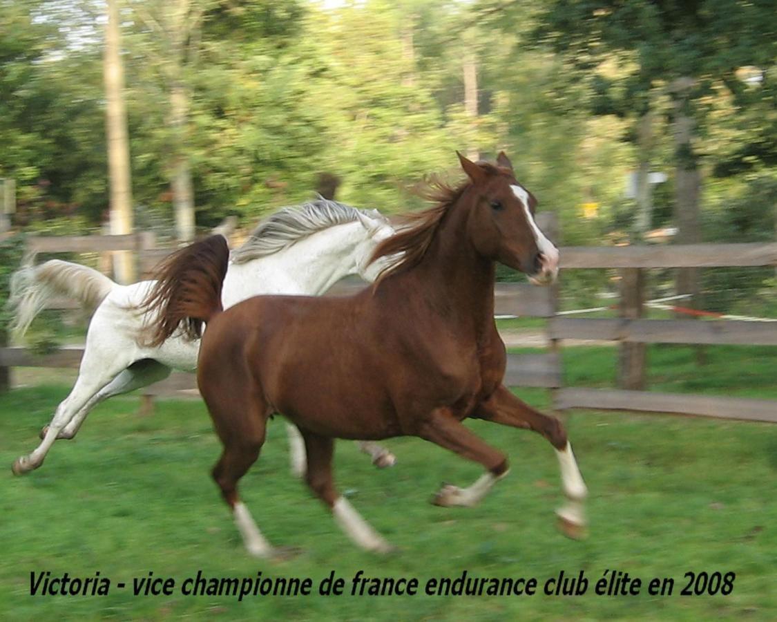 Saint-Paul-en-Born Le Ranch Amadeus B&B 외부 사진