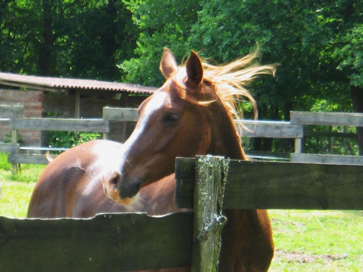 Saint-Paul-en-Born Le Ranch Amadeus B&B 외부 사진