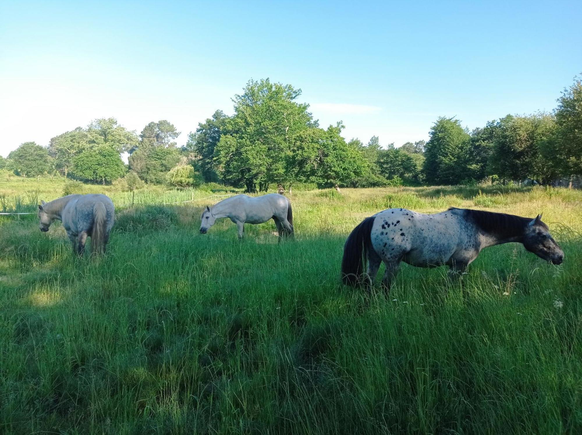 Saint-Paul-en-Born Le Ranch Amadeus B&B 외부 사진