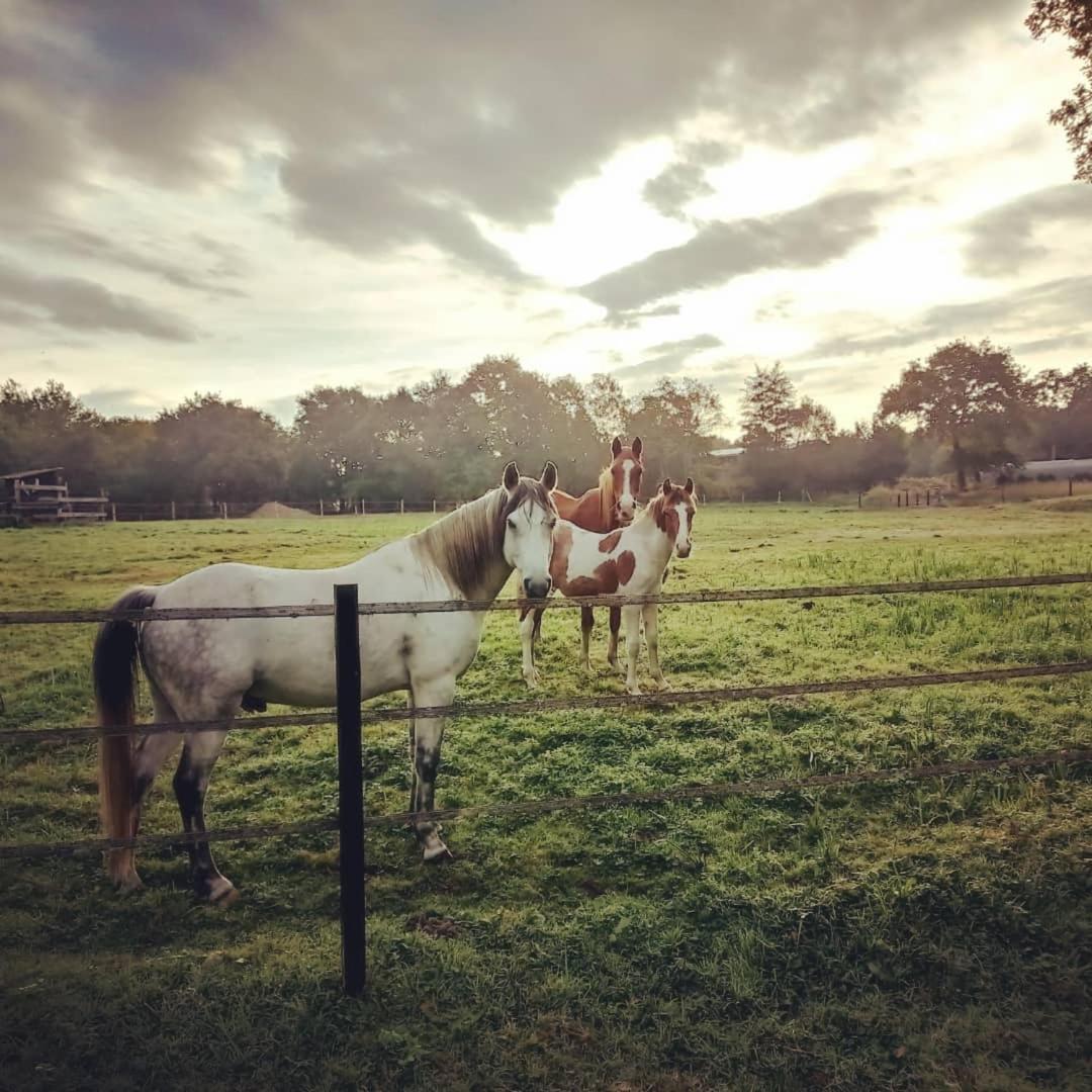 Saint-Paul-en-Born Le Ranch Amadeus B&B 외부 사진